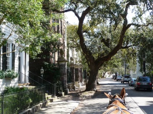 On the carriage ride through the historic district of Charleston